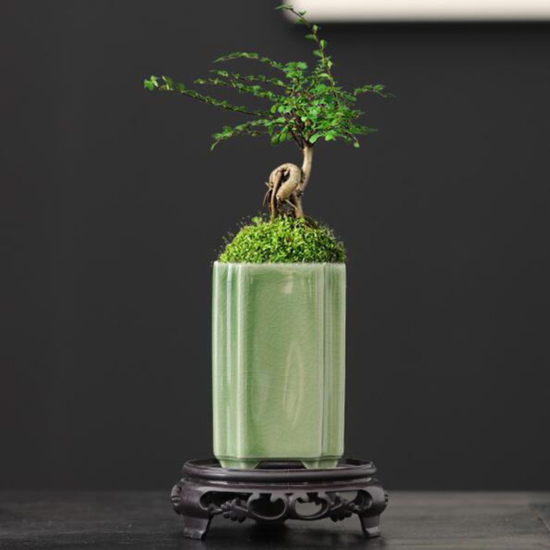 Bonsai Garden Europe - Porselen Persegi Celadon Mengkilap Anggrek Pot