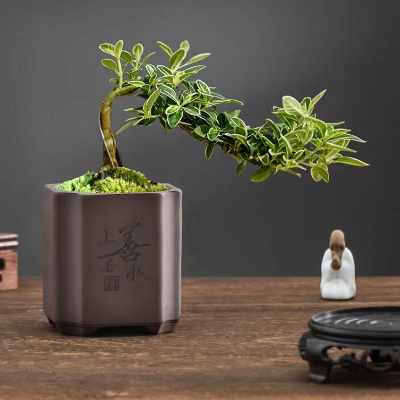 Wadah Penanam Pot Bunga Vas Bo - Bonsai Garden Europe ulasan dan harga