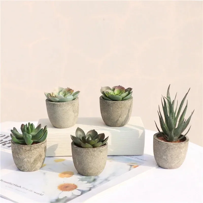Tanaman Lidah Buaya Mini Buata - Bonsai Garden Sushi ulasan dan harga