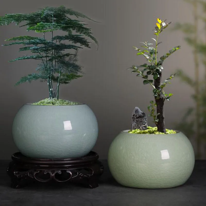 Pot Tanaman Pakis Asparagus Po - Bonsai Garden Europe ulasan dan harga
