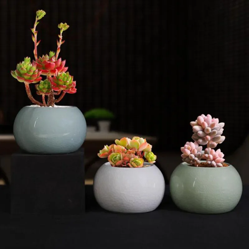 Pot Tanaman Pakis Asparagus Po - Bonsai Garden Europe ulasan dan harga