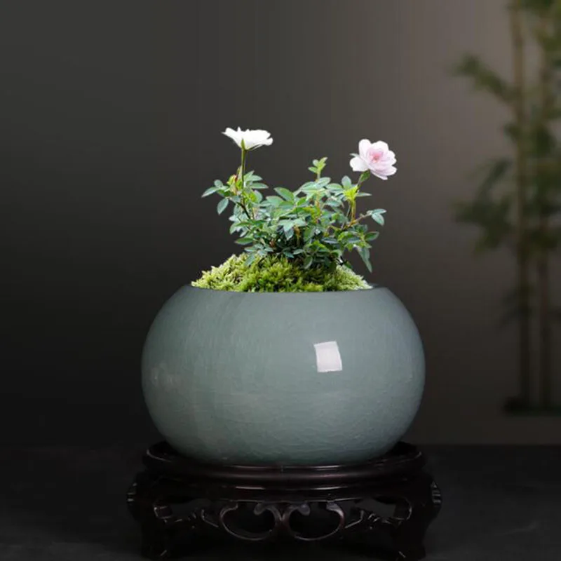 Pot Tanaman Pakis Asparagus Po - Bonsai Garden Europe ulasan dan harga