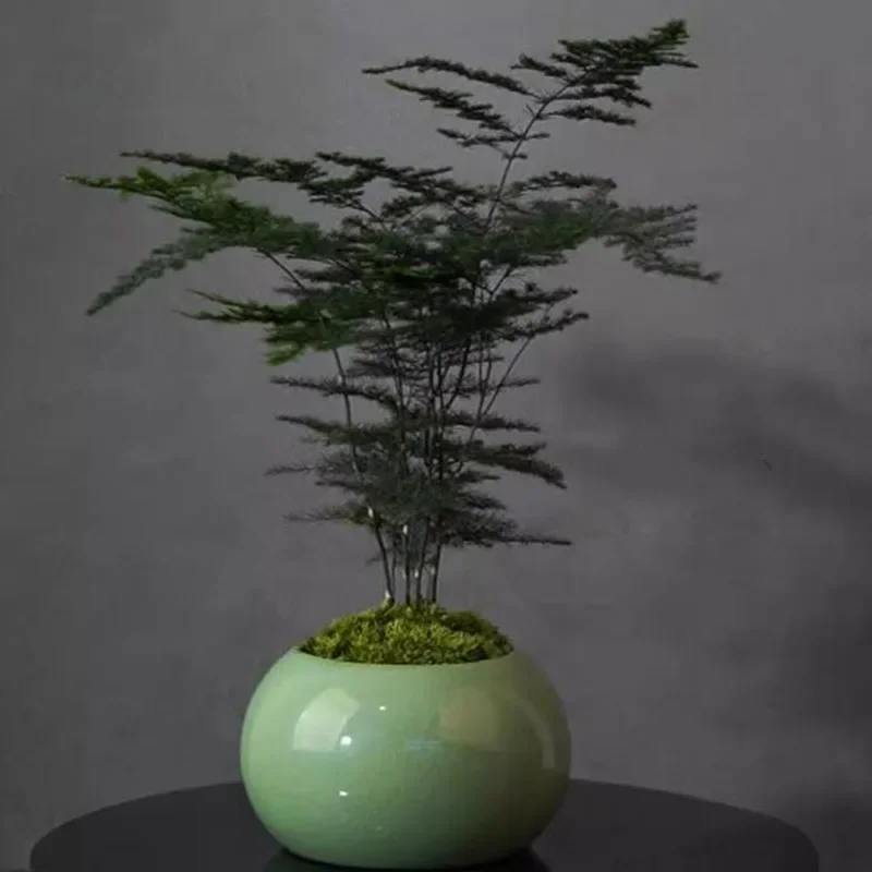 Pot Tanaman Pakis Asparagus Po - Bonsai Garden Europe ulasan dan harga